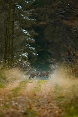 Deer in a narrow path between trees