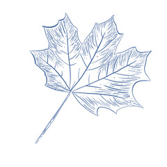 The maple leaf is scribbled with blue lines.