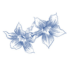 African lily scribbles in blue.