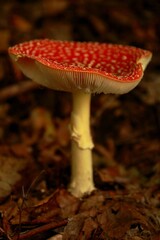 Vertical closeup of a Fly agaric fungus with yellow leaves blurred background