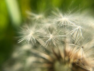 Closeup of dandelion in blurred background