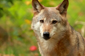 Closeup of a Mongolian wolf, looking at the camera, with forest blurred in the background
