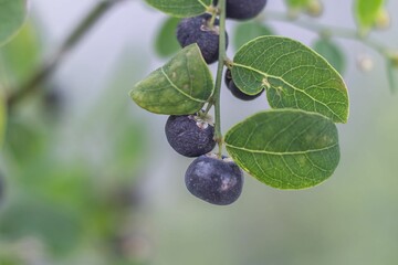 Beautiful closeup of a black fruit of Phyllanthus Reticulatus plant with leaves