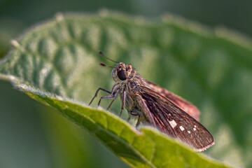 Closeup of a Skipper butterfly sitting on a leaf