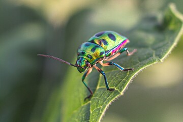 Closeup of a Lychee Shield-backed Jewel Bug on a green leaf