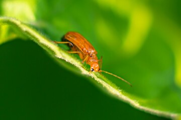 Closeup of a little orange beetle on a green leaf