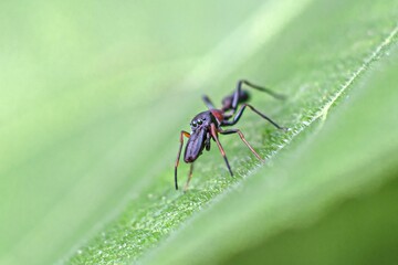Closeup of a black ant in the jungle of Bangladesh