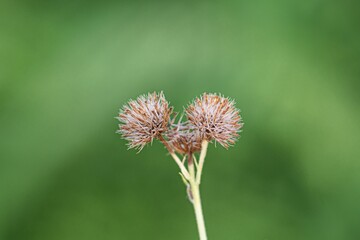 Closeup of a prickly Herb Burdock plant with blurred background
