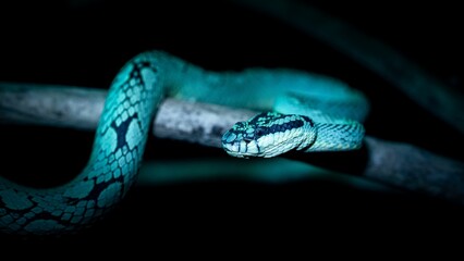 Exotic snake on a black background