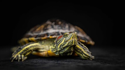 Closeup of a beautiful unique pond slider sitting on a black surface