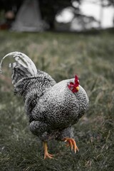 Vertical close-up shot of a rooster in an open field