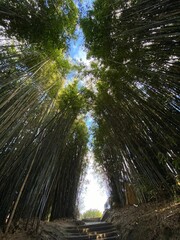 Fototapeta na wymiar Vertical shot of amazing nature in Hamilton Gardens, New Zealand