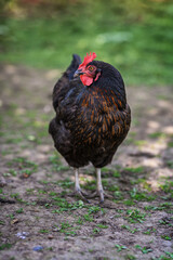 Black hen outside in the paddock.