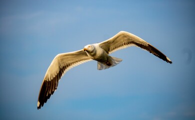 Herring gull (Larus argentatus) flying against a blue sky