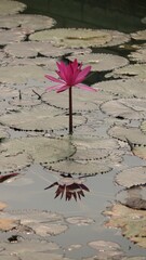 Vertical shot of a pink water lily (Nymphaeaceae) in a pond