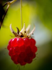 Vertical macro of an appetizing red raspberry polana, rubus idaeus against a blurred background