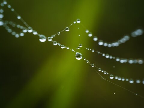 Closeup of a dew, water drops, droplets making a natural pearl necklace on a spider web