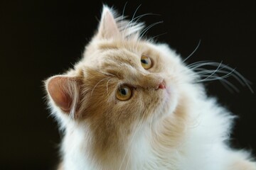 White furry cat isolated on a black background