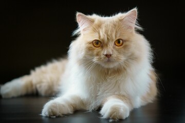 White furry cat isolated on a black background