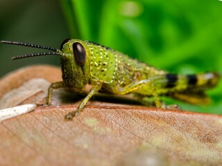 Closeup shot of a green Grasshopper standing on the brown leaf in the blurred background.