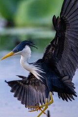 Vertical closeup of a magpie heron (Egretta picata) shaking wings against blurred background