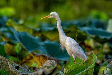 Closeup of a great egret (Ardea alba) on green leaves against blurred background