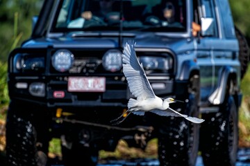 Great egret bird flying in front of a big black car.