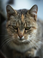 Naklejka na ściany i meble Closeup shot of a shorthair tabby cat with blur background