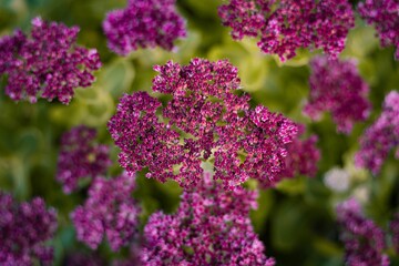 Bunch of purple blooming lilac flowers in closeup