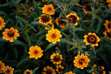 Yellow Zinnia Angustifolia flowers in closeup