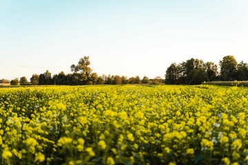 Scenic view of an open field with beautiful yellow flowers growing in it
