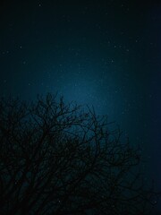 Fototapeta na wymiar Vertical shot of branches of a leafless tree against dark starry sky at night
