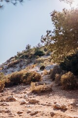 Fototapeta na wymiar Vertical shot of rock with dry vegetation against a blue sky background