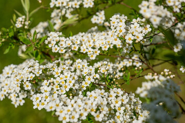 Early spring gardening. Spirea branch with white flowers. Lifestyle concept.