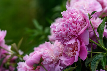 Deep pink peony flower outdoors.
