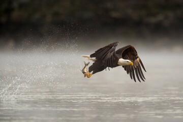 Close-up shot of a Bald eagle catching fish from the sea