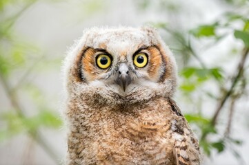 Closeup shot of a Great-horned Owlet (Bubo virginianus) with trees on the blurred background