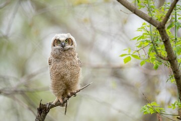 Great-horned Owlet (Bubo virginianus) resting on a tree branch on the blurred background