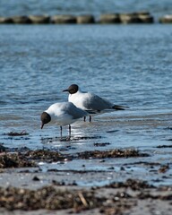 Black-headed gulls (Chroicocephalus ridibundus) on the shore