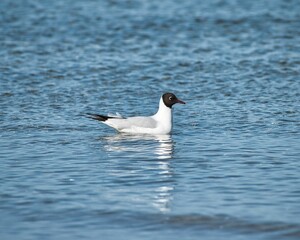 Black-headed gull (Chroicocephalus ridibundus) swimming in the lake