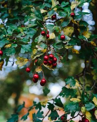 Red ripe hawthorn berries on the branches in the garden