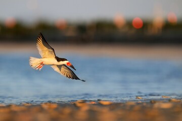 Beautiful African skimmer (Rynchops flavirostris) flying over the waters on the blurred background