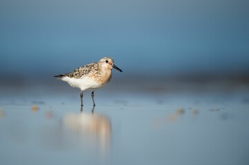 Sanderling on a wet sandy beach in the bright sun with its reflection