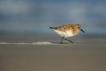 Small Sanderling bird (Calidris alba) walking on the sandy beach on the blurred background