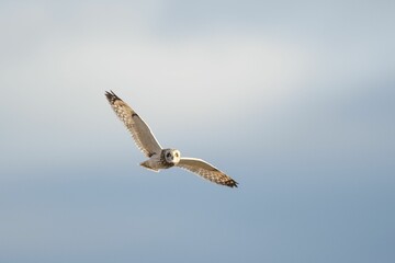 Close-up shot of a short-eared owl soaring with its wide-open wings