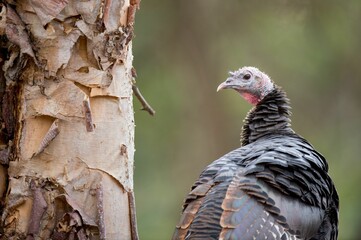 Wild Turkey perched in front of a smooth background in soft overcast light