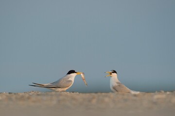 Two Least Terns (Sternula antillarum) eating a fish on a sandy beach