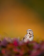 Closeup shot of a Song Sparrow perched in a red-colored bush