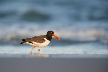 American oystercatcher on a wet sandy beach on a sunny day