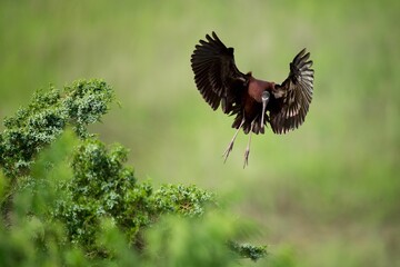 Glossy ibis flying high over the green forest